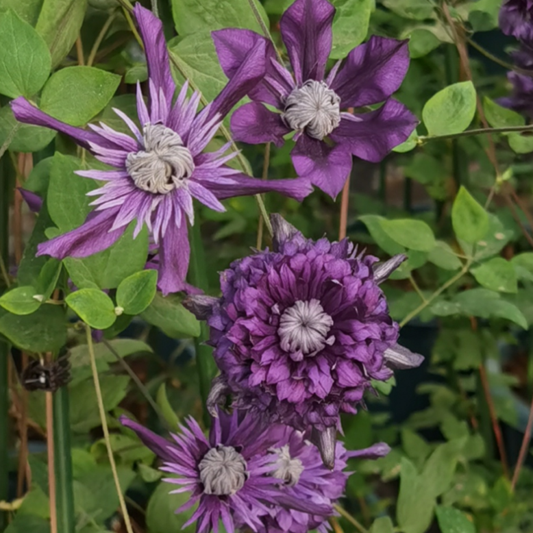 Клематис гибридный Коконое